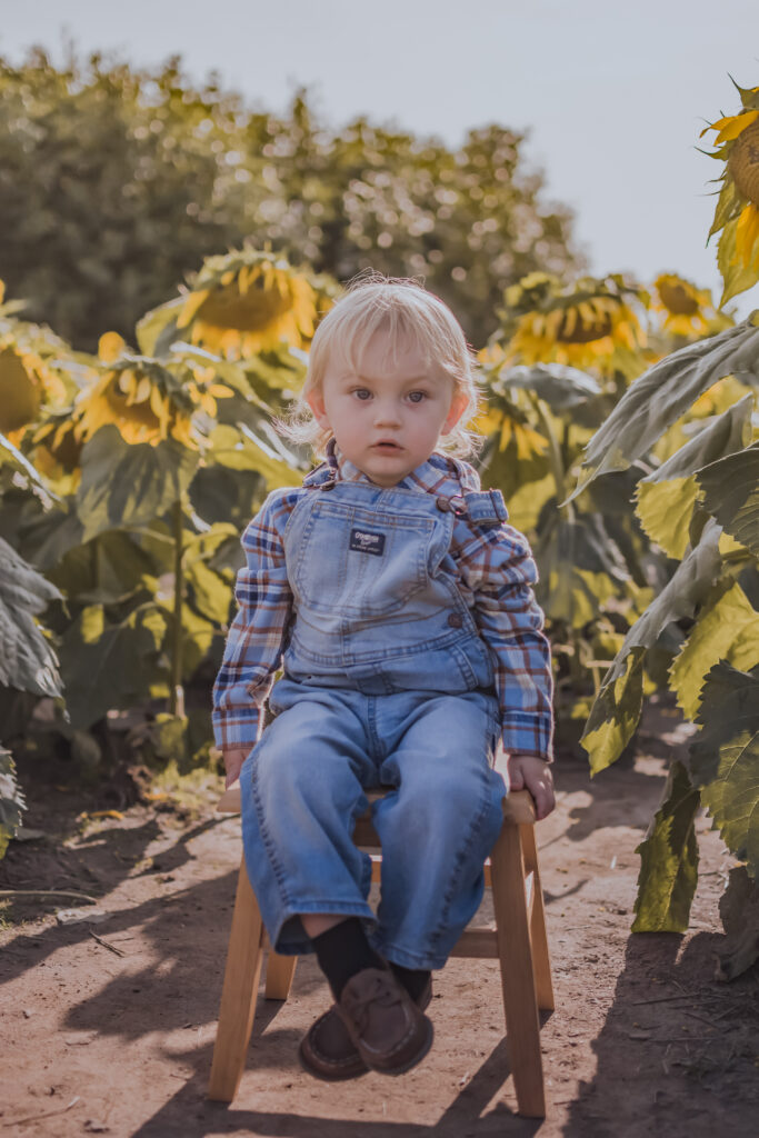 family photography sunflower field