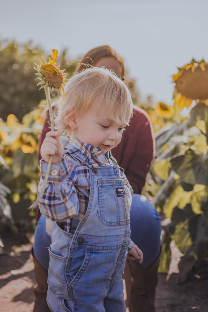 sunflower patch family photo session